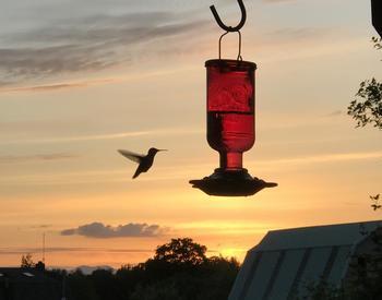 Hummingbird approaches red feeder at dusk. Benton County.