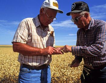 Warren Kronstad and Frank Tubbs look at wheat variety growing in wheat field