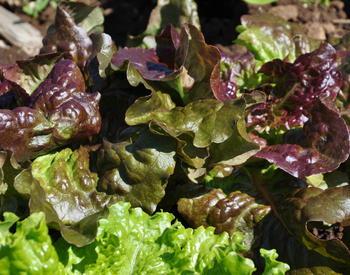 Lettuce grows at the Learning Gardens Laboratory in Portland.