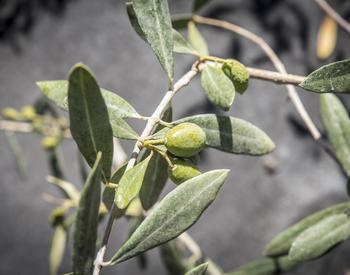 Olives are grown at the OSU North Willamette Research and Extension Center.