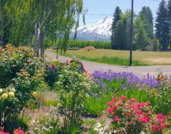 prolific garden in front with Mt Hood in the background