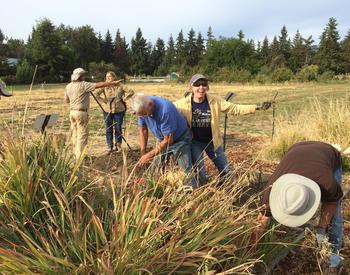 OSU Extension Land Stewards are pulling weeds in a forage plot in a field.