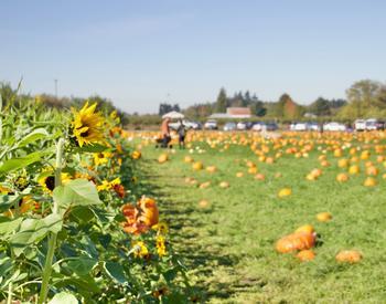 Field of pumpkins with sunflowers on a farm in Marion County