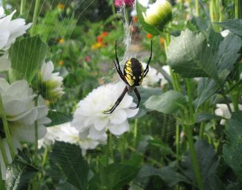 A black and yellow garden spider, sitting on her web
