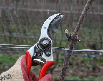 pruning shears and dormant cane to be sampled for virus testing
