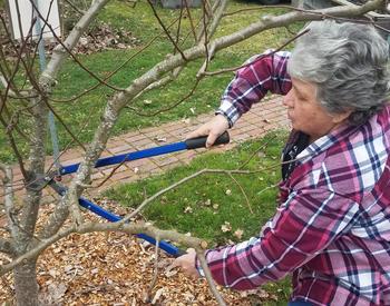 woman pruning fruit tree