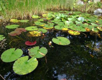 Lilly pads and grasses grow in a small pond