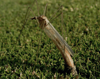 close up of crane fly with tall legs and slender body on lawn