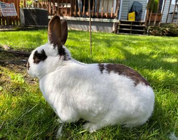 A brown and white rabbit sits in yard.