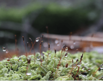 close up of moss growing in a lawn