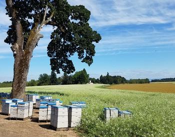 beehives under oak tree in seed crop field