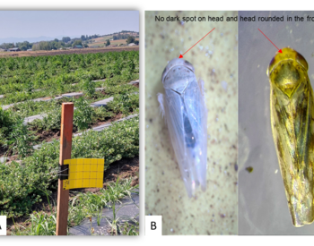 Two-part photo shows a yellow sticky trap in an agriculture field; and light and dark beet leafhoppers.