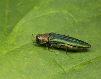 shiny green wings on yellow body of beetle on green leaf