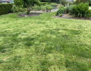 Yellowish annual bluegrass taking over a lawn