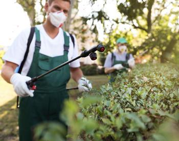 Two workers spraying pesticides on shrubs.