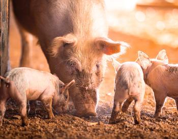 Piglets feeding from a sow.