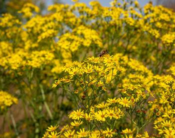 A bee on a cluster of yellow tansy ragwort flowers.