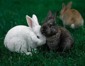 Three rabbits sitting in the grass.
