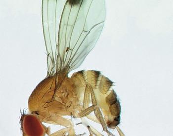 Closeup of a spotted-wing drosophila