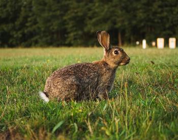 A brown rabbit in a field.