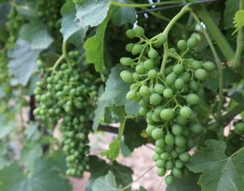 Green syrah grape cluster