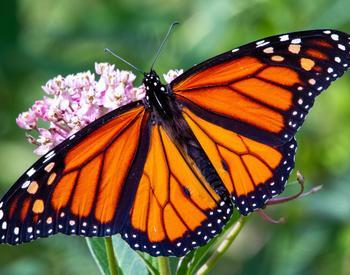 Monarch butterfly on a pink bunch of flowers.