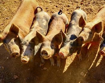Six pigs in a dirt pen.