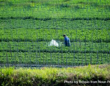 A photo taken from a distance shows a worker walking through a row of green crops spraying pesticide.