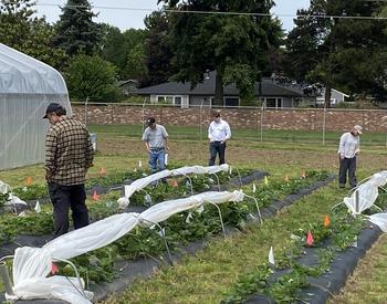 People are in a strawberry patch looking at strawberry plants covered by plastic sheets knows as tunnels.