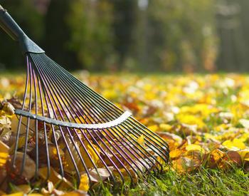 A rake in a pile of leaves.