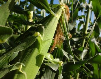 Close up of an ear of corn on a stalk.
