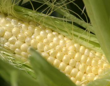 If you grow high quality sweet corn this year, consider entering it in your county fair as a rewarding educational experience.