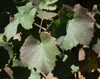 Grape leaves with nutrient stress symptoms.