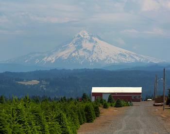 An Oregon Christmas Tree farm with a view of Mount Hood.