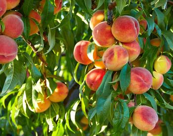 A peach tree.