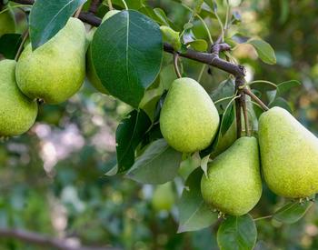 A pear tree.
