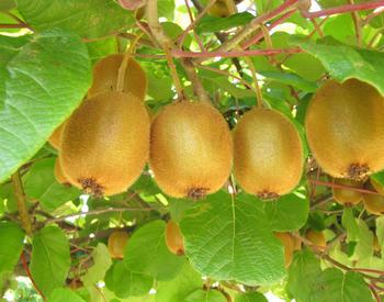 Five kiwifruit on a tree.