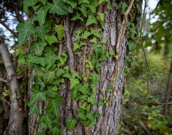Invasive English Ivy on a tree trunk.