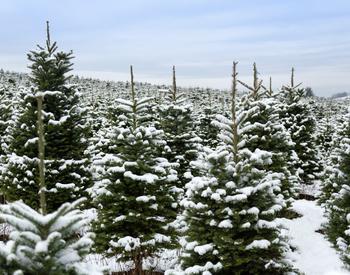 A cluster of Douglas Fir trees on a Christmas tree farm in the Willamette Valley, Oregon.