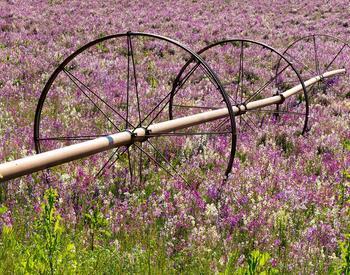 An irrigation system in a field of colorful toadflax flowers on a farm near Silverton, Oregon.