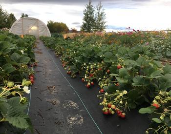 Strawberries in a field