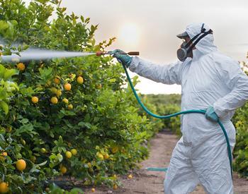 A worker spraying pesticides on a lemon tree.