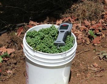 Green Pinot noir clusters are in a pail waiting to be weighed for yield estimates.