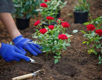 A gardener planting roses in their soil.