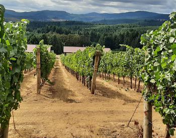 A view of the grapevine rootstock trial at OSU's Woodhall Vineyard located in Oregon's southern Willamette Valley