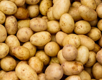 Many white potatoes from a farmers market.