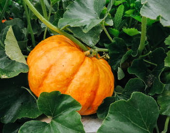 A pumpkin plant.