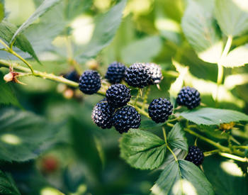 A branch of blackberries on a bush.