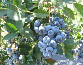 Darrow blueberries (northern highbrush types)