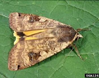 An adult winter cutworm moth.